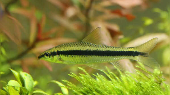 Siamese Algae Eater