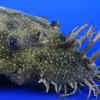 Bristlenose Pleco