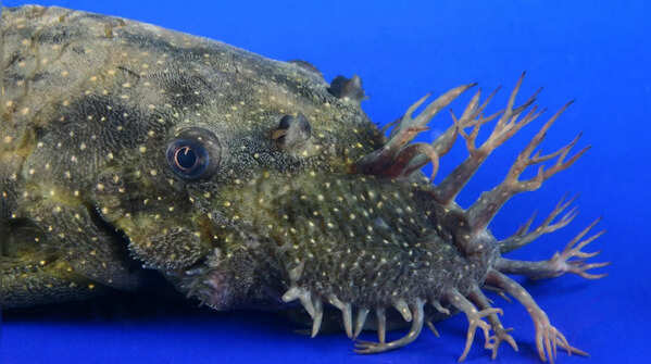 Bristlenose Pleco