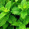Try peppermint for stomach calmness