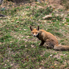 Rare wildlife