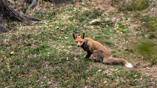 Rare wildlife