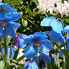 What makes the Valley of Flowers so special?