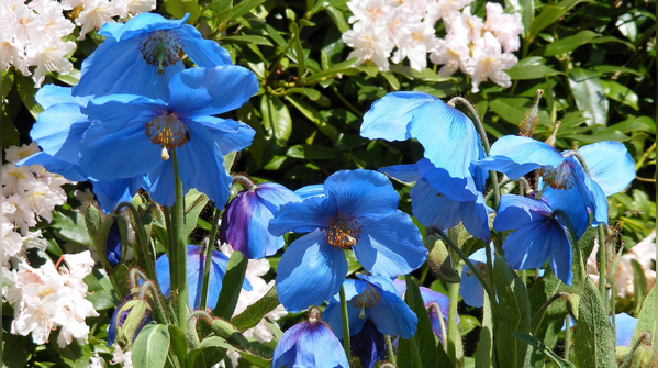 What makes the Valley of Flowers so special?