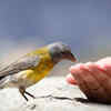 Feed the birds