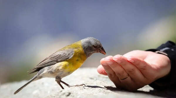 Feed the birds
