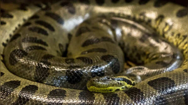 Despite their size, they remain surprisingly mysterious