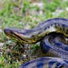 Bigger isn't always longer