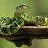 Amazon Tree Snake