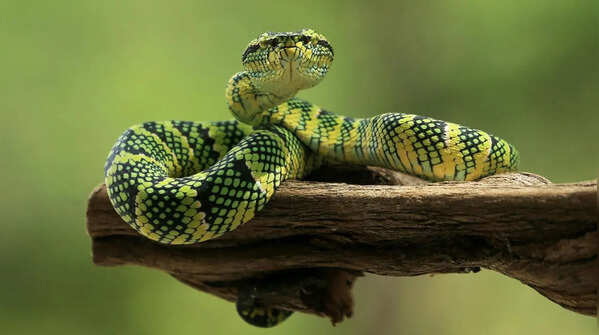 Amazon Tree Snake