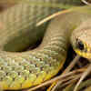 Amazon Ground Snake
