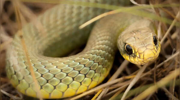 Amazon Ground Snake