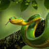 Forest Hognose Pit Viper