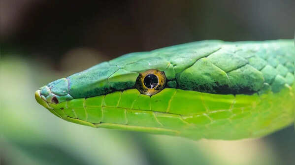 Amazon Green Pit Viper
