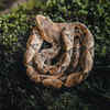 Amazon Forest Pit Viper