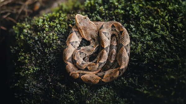 Amazon Forest Pit Viper
