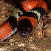 Aquatic Coral Snake