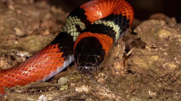 Aquatic Coral Snake