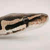 Black-Necked Amazon Coral Snake