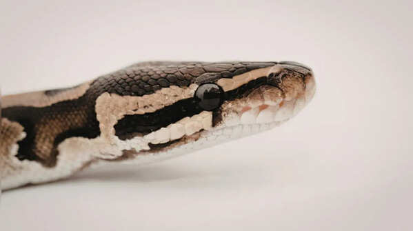 Black-Necked Amazon Coral Snake