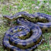 Northern Green Anaconda