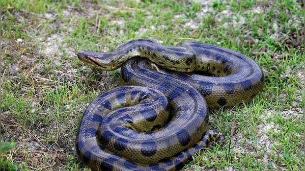 Northern Green Anaconda