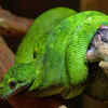 Amazon Basin Emerald Tree Boa