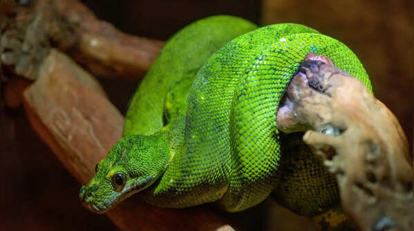 Amazon Basin Emerald Tree Boa