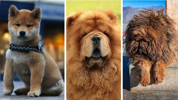 These 5 dogs are often confused for wild animals
