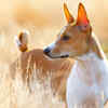 Basenji: The dog that moves like a deer