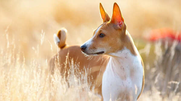 Basenji: The dog that moves like a deer