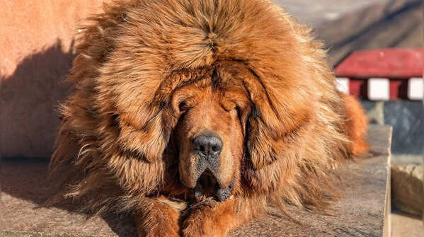 Tibetan Mastiff: Why people compare it to a lion