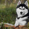 Siberian Husky: The breed people mistake for a wolf