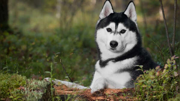 Siberian Husky: The breed people mistake for a wolf