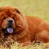 Chow Chow: A real-life teddy bear with a surprisingly serious side
