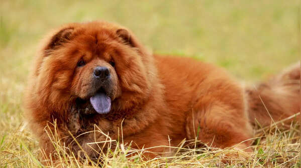 Chow Chow: A real-life teddy bear with a surprisingly serious side