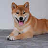 Shiba Inu: The fox comparison never goes away