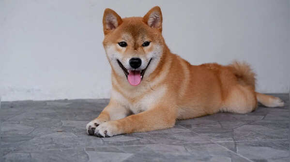 Shiba Inu: The fox comparison never goes away