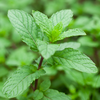 Fresh Mint (Pudina)
