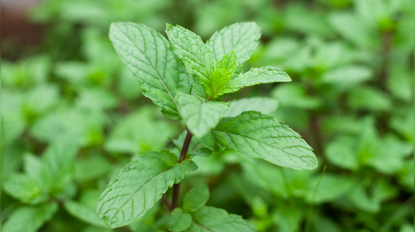 Fresh Mint (Pudina)