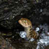 Dubois' Sea Snake
