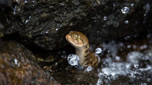 Dubois' Sea Snake