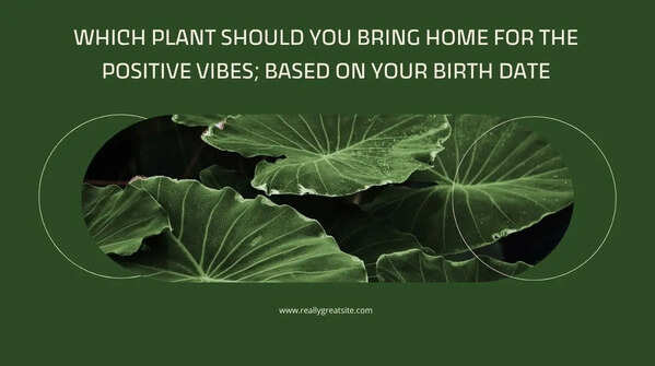 Which plant should you bring home for the positive vibes; based on your birth date