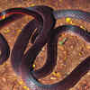 Striped coral snake