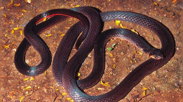 Striped coral snake