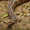 Russell's viper