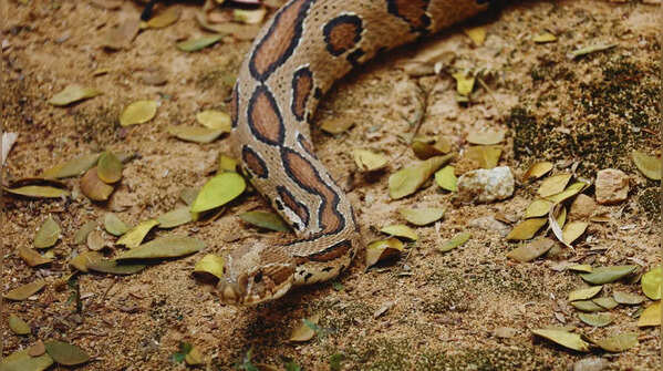 Russell's viper