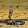 King cobra