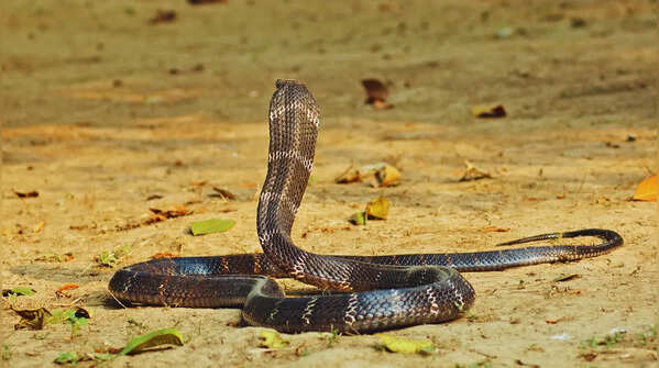 King cobra