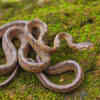 Beddome's cat snake